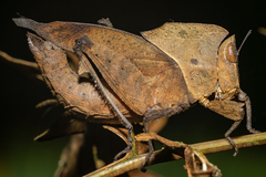 Orchetypus
