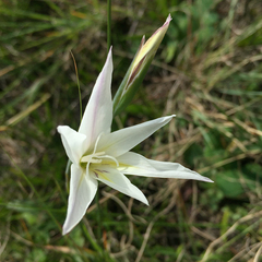 Gladiolus trichonemifolius