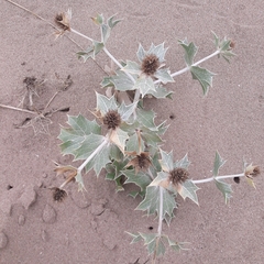 Eryngium maritimum