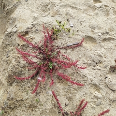 Rumex ucranicus