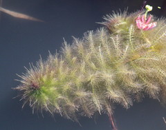 Utricularia stellaris
