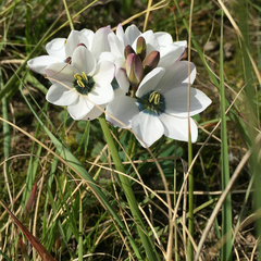 Ixia versicolor