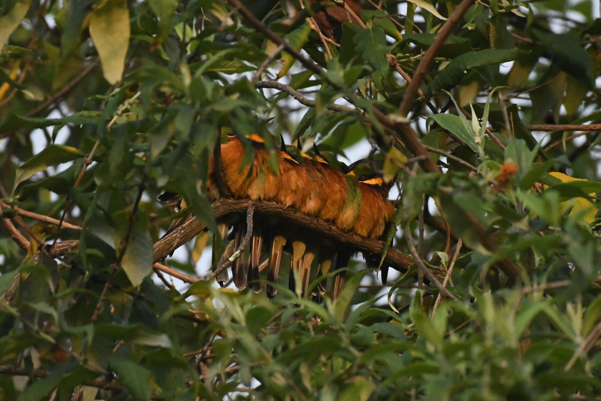 Cinnamon-chested Bee-eater (Merops oreobates), photo 8