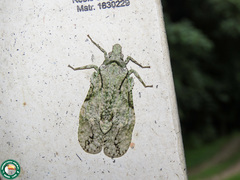 Episcius platyrhinus