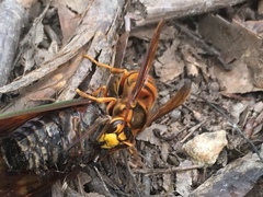 Vespa simillima xanthoptera
