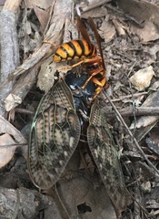 Vespa simillima xanthoptera