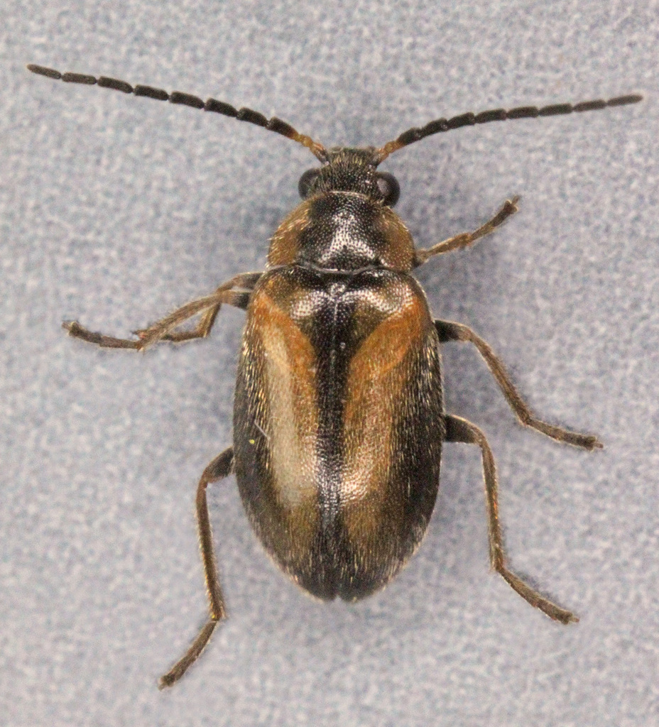 Odeles marginata
