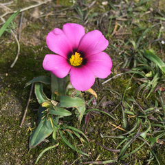 Moraea versicolor