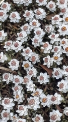 Helichrysum caespititium