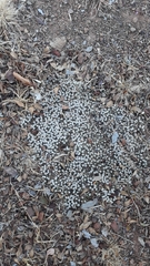 Helichrysum caespititium