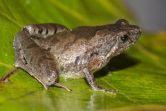 Microhyla berdmorei