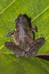 Microhyla berdmorei