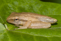 Common Tree Frog photo 3