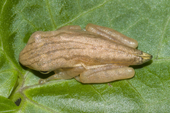 Common Tree Frog photo 5