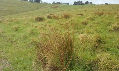 Juncus distegus (Juncus distegus)