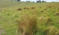 Juncus distegus