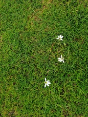 Angiospermae