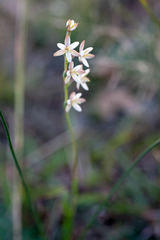 Hesperantha spicata