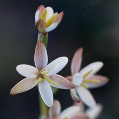 Hesperantha spicata
