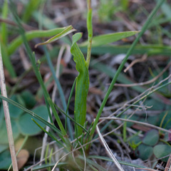 Hesperantha spicata