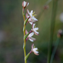 Hesperantha spicata