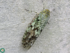 Phenax variegata