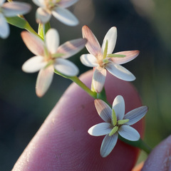 Hesperantha spicata