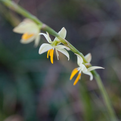 Hesperantha bachmannii