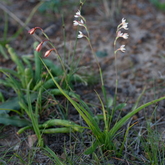 Hesperantha spicata