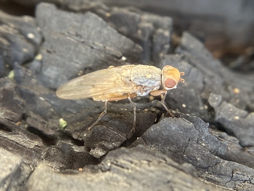 Heterocheila buccata