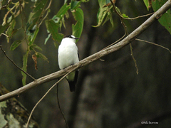 Torrent Flyrobin photo 2