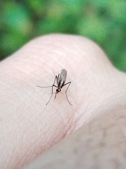 Aedes atlanticus