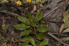 Telopea aspera