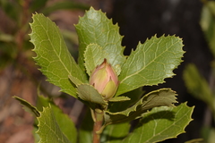 Telopea aspera