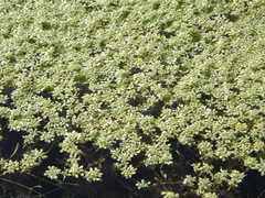 Callitriche cophocarpa