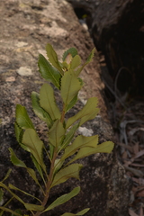 Telopea aspera