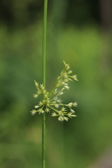 Juncus pylaei