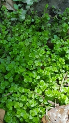 Micranthemum umbrosum