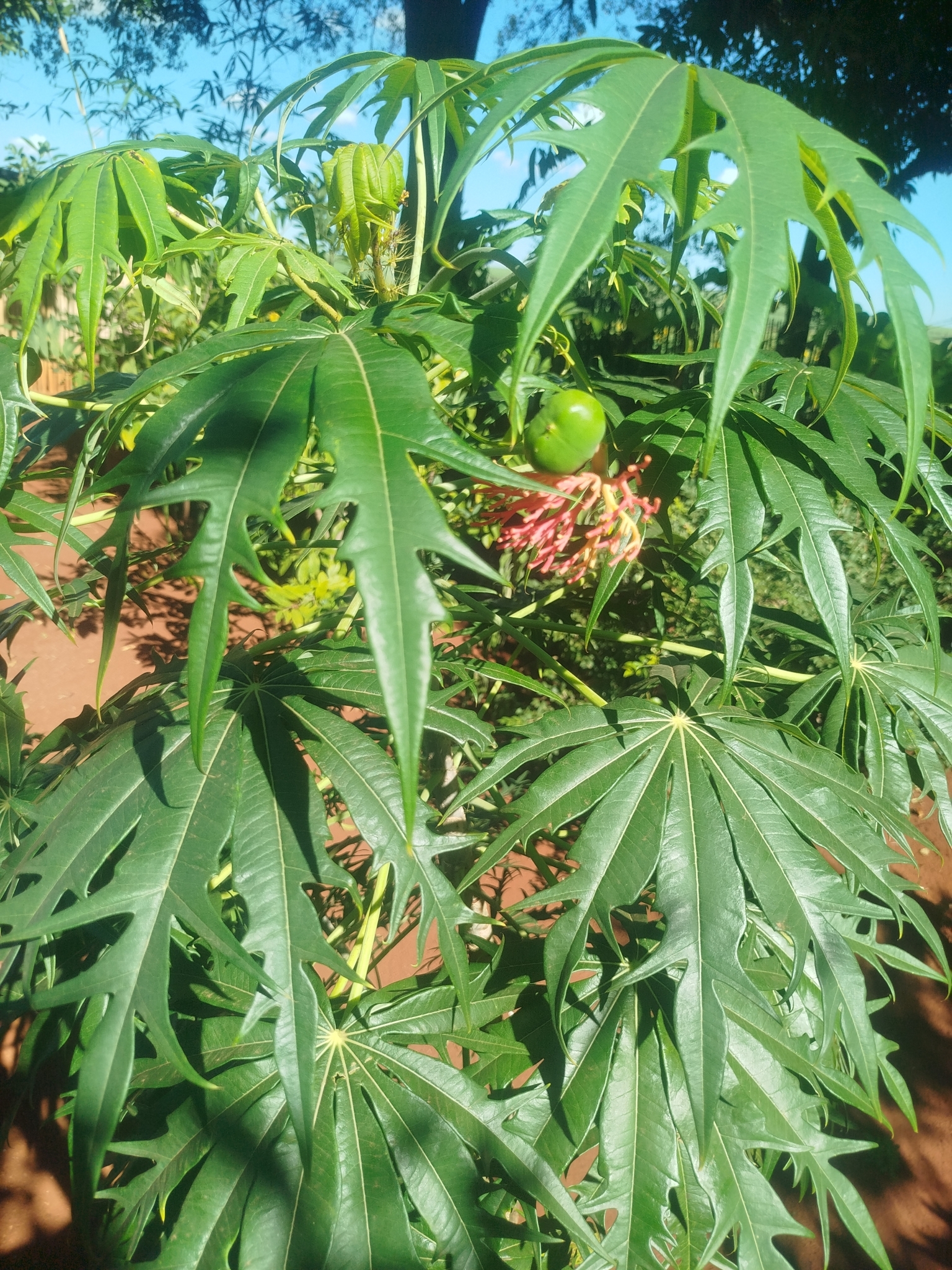 Jatropha multifida