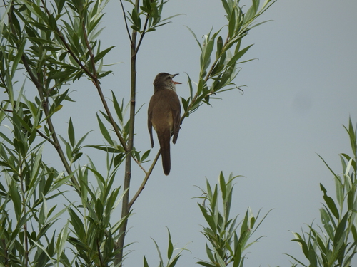 Carricero tordal (Acrocephalus arundinaceus)