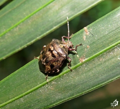 Antiteuchus mixtus