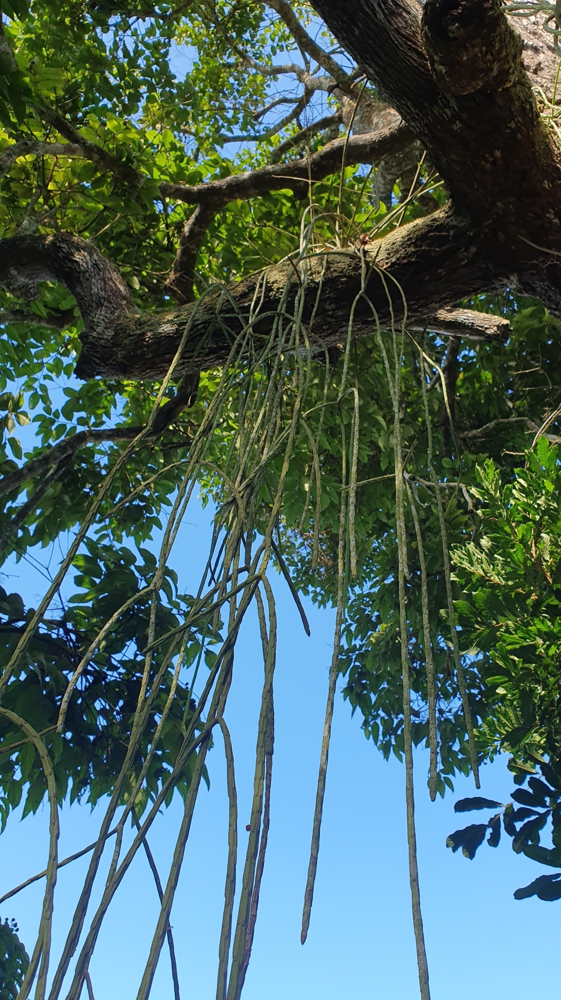 Rhipsalis pacheco-leonis