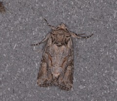 Lacanobia radix