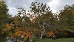 Pithecellobium lanceolatum