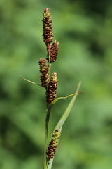 Carex shortiana