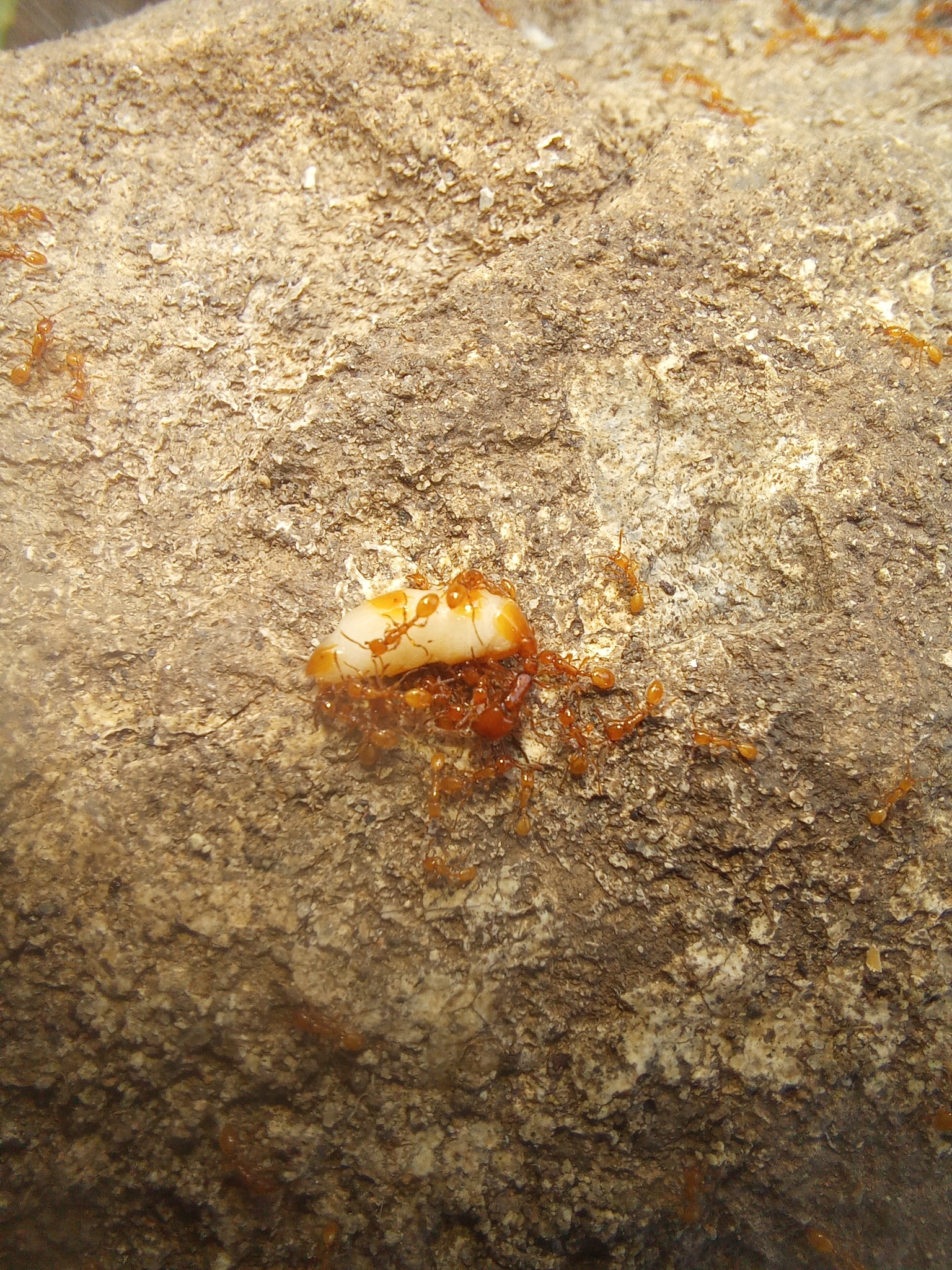 Aenictus rhodiensis