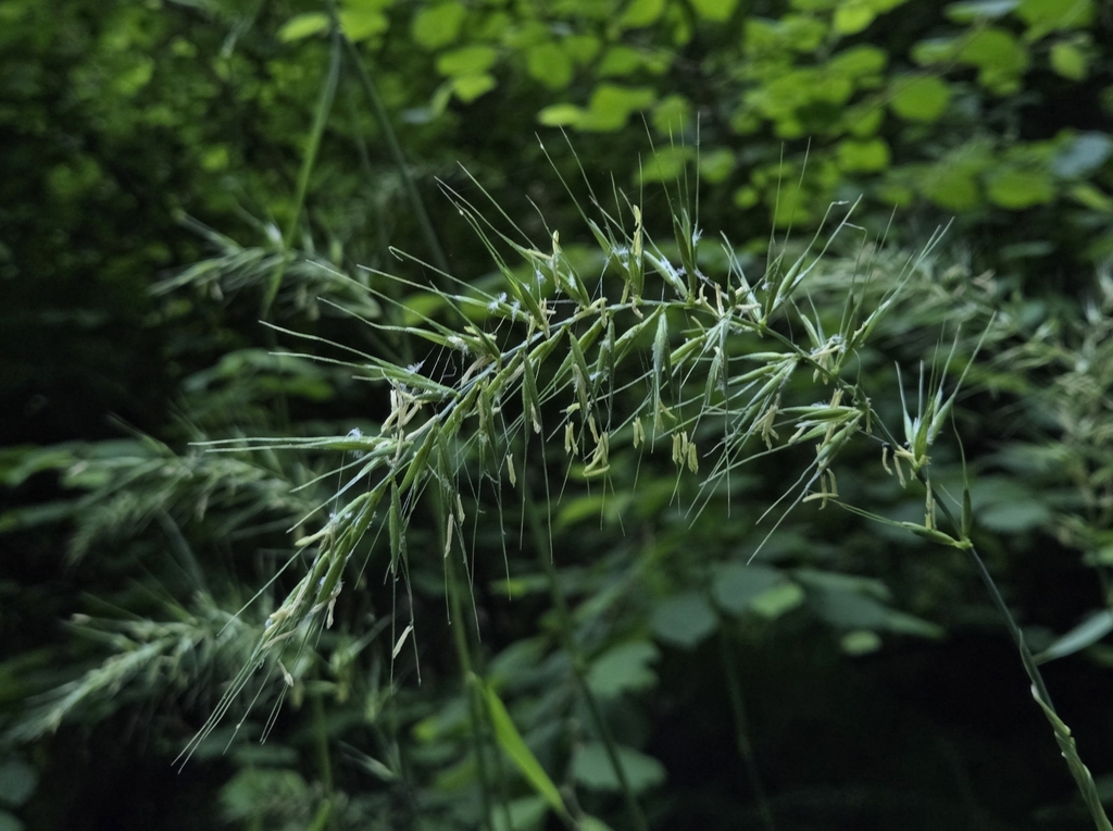 California bottle-brush grass