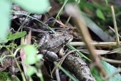 Pelophylax ridibundus