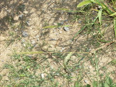 Setaria verticillata ambigua