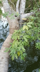 Pithecellobium lanceolatum